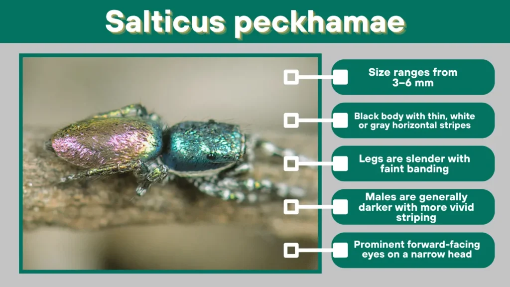 Salticus peckhamae