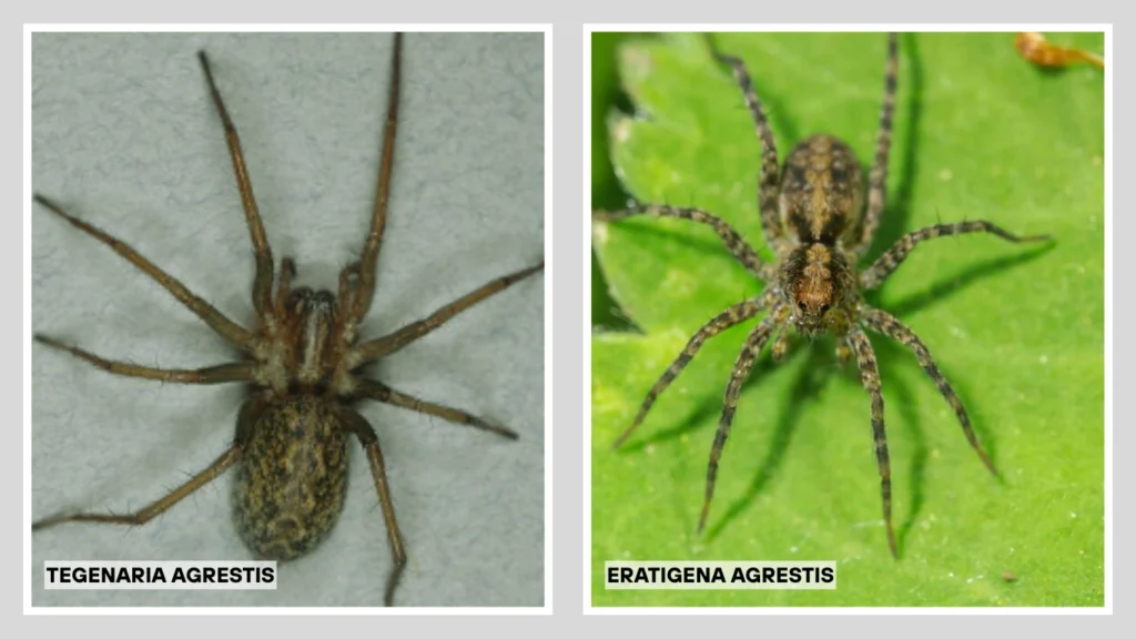 Scientific Classification and Naming Confusion