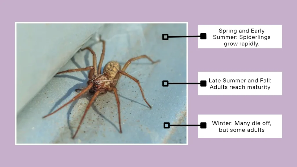 Seasonal Behavior and Lifespan Impact