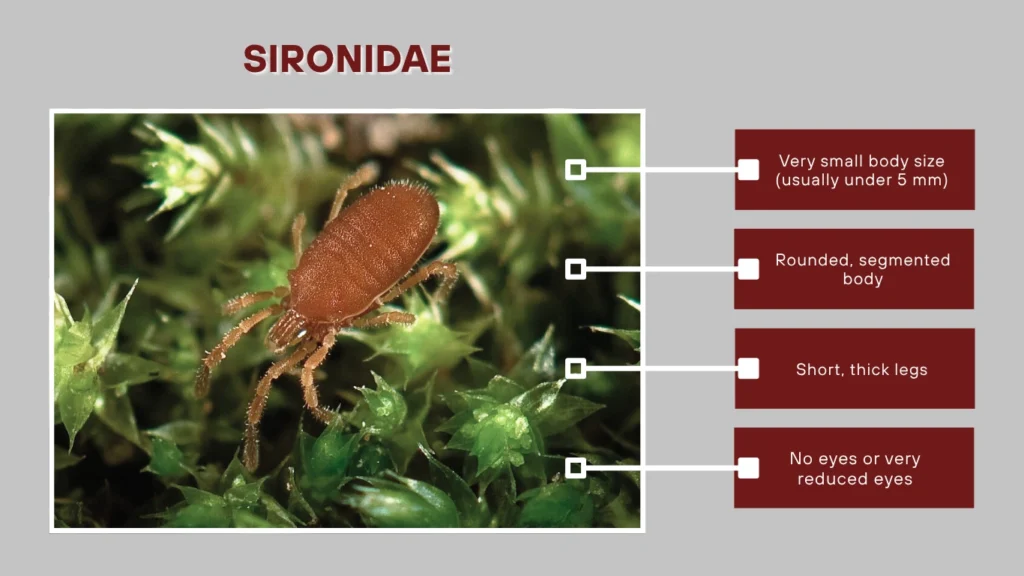 Sironidae