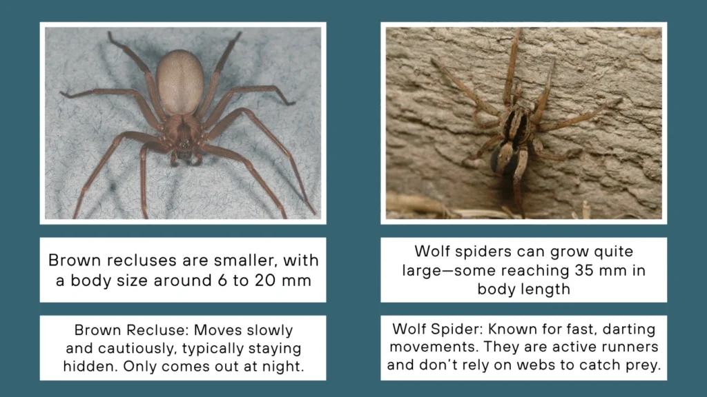 Brown Recluse Spider vs Wolf Spider Size and Speed