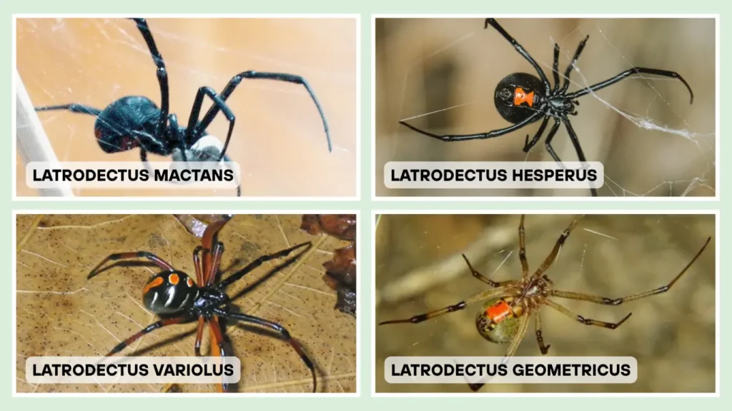 Species-Wise Lifespan Comparison