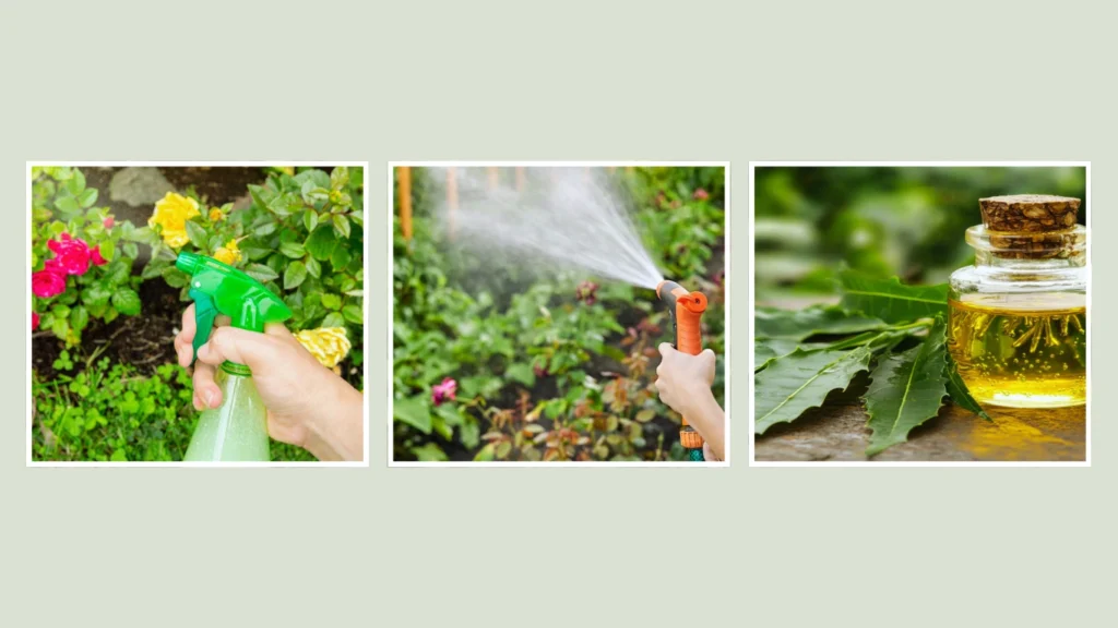 Spider Mites on Plants Treatment Options