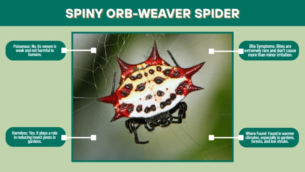 Spiny Orb-Weaver Spider