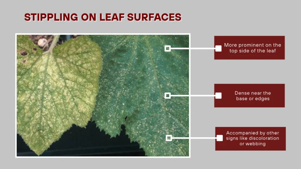 Stippling on Leaf Surfaces