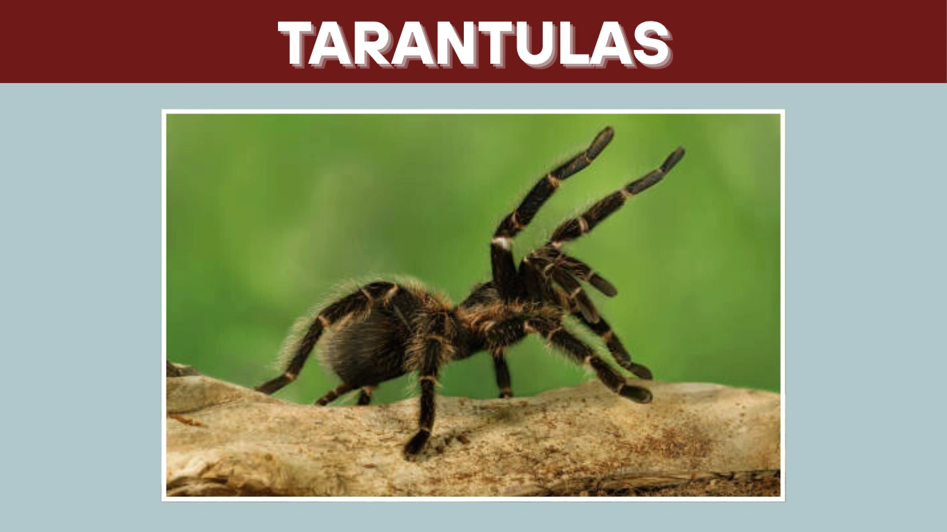 Tarantulas: 75 Questions Answered About Bites, Behavior, Habitat