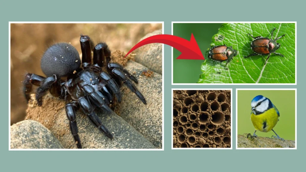 The Importance of Trapdoor Spiders