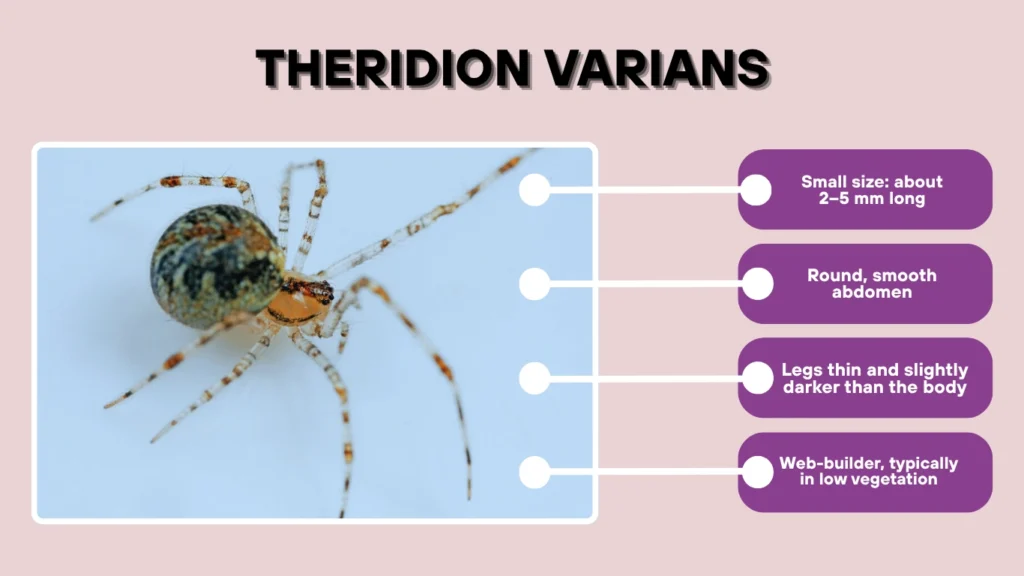 Theridion varians