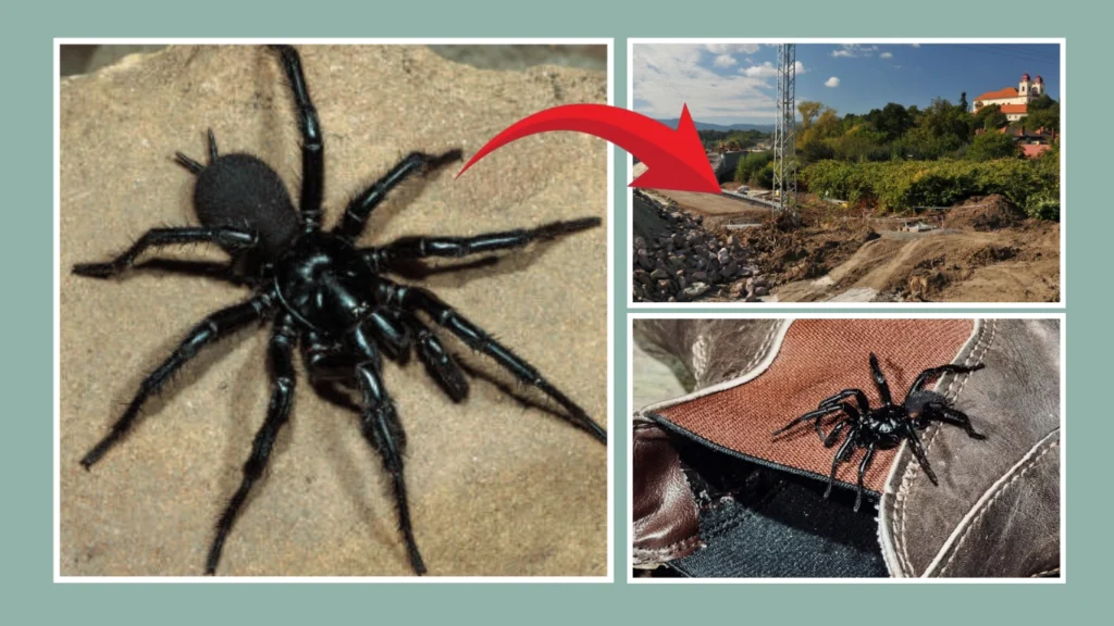 Threats to Funnel-Web Spider Populations