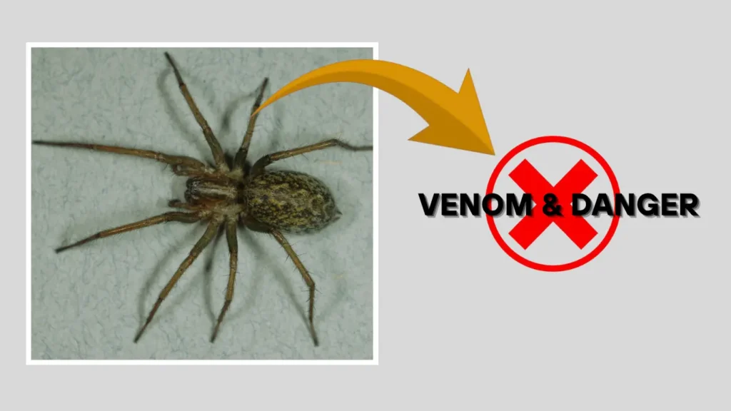 Hobo spiders Venom & Danger