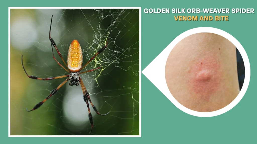 Golden Silk Orb-Weaver Spider (Nephila clavipes) Venom and Bite