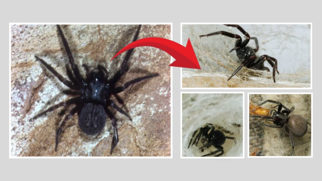 Web-Building and Long-Term Residency