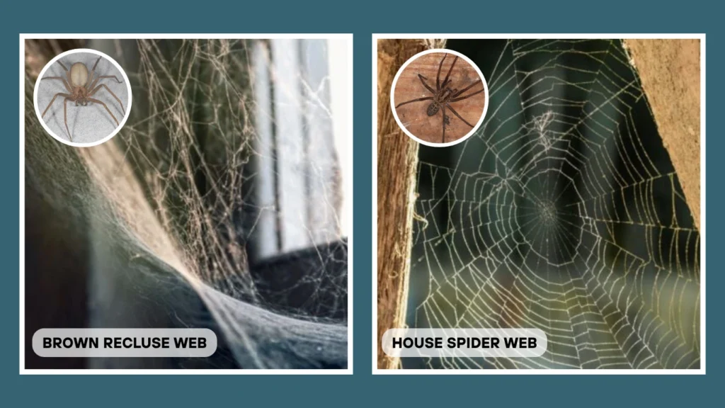 Brown Recluse vs House Spider Web Structure and Behavior