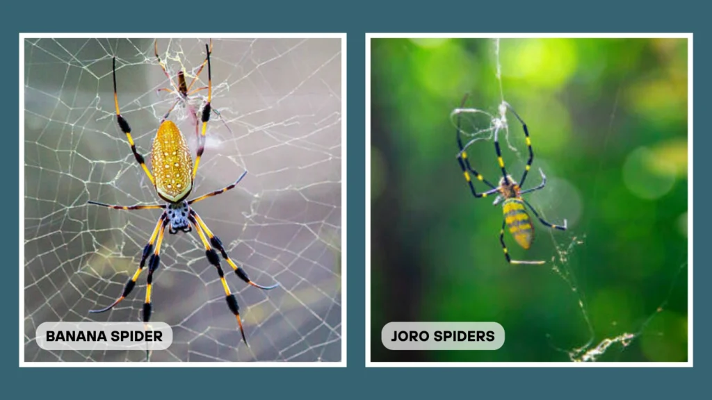Banana Spider vs Joro Spider Web Structure and Placement