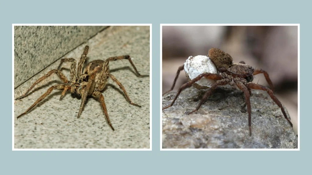 Wolf Spiders Web and Reproduction