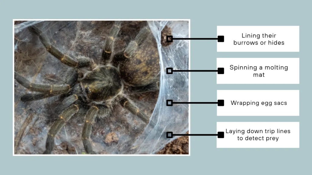 Tarantulas Webs and Hunting
