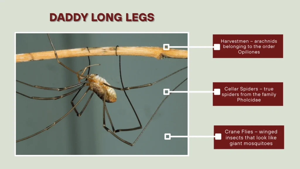 What Are Daddy Long Legs