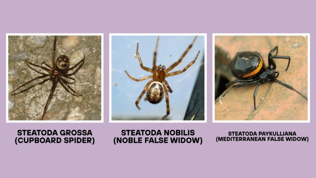 What Are False Black Widow Spiders