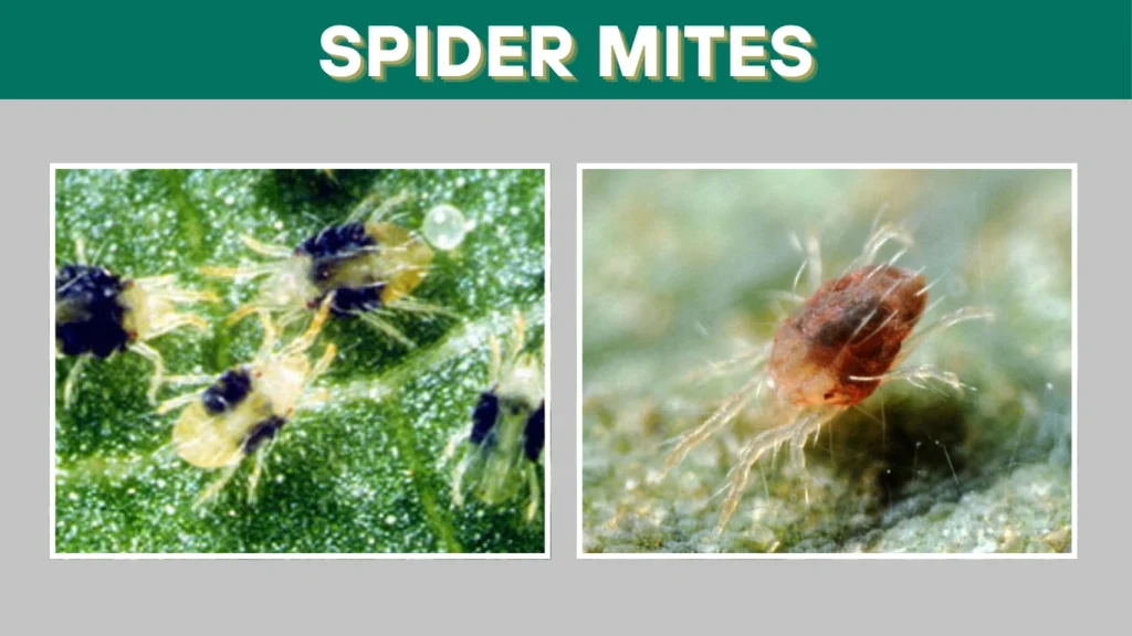 What Are Spider Mites