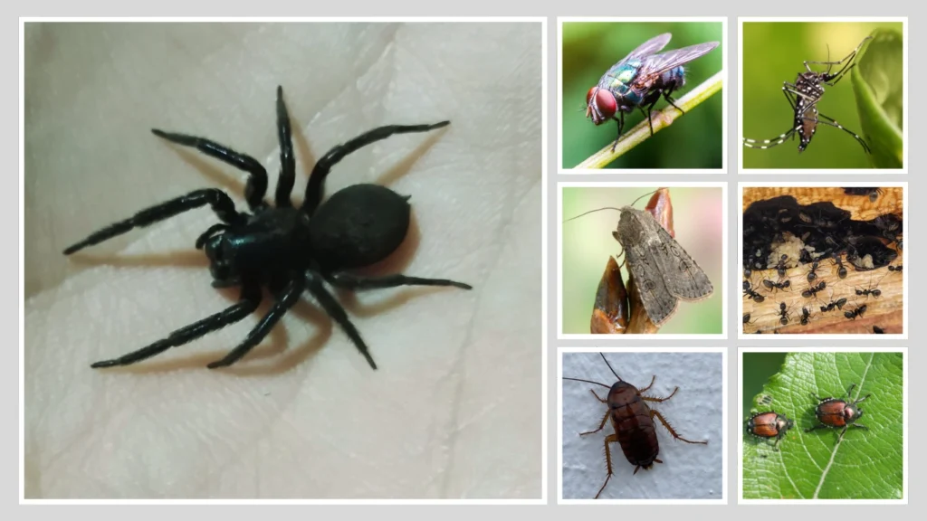 What Do Black House Spiders Eat