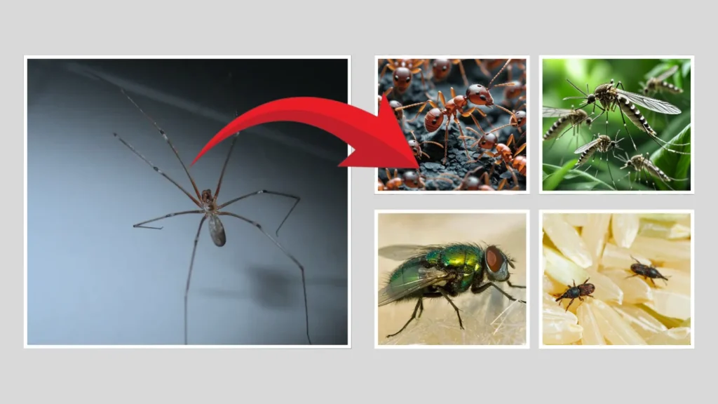 What Do Cellar Spiders Eat