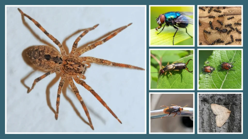 What Do Hobo Spiders Eat