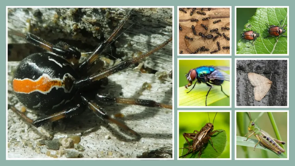 What Do Katipō Spiders Eat