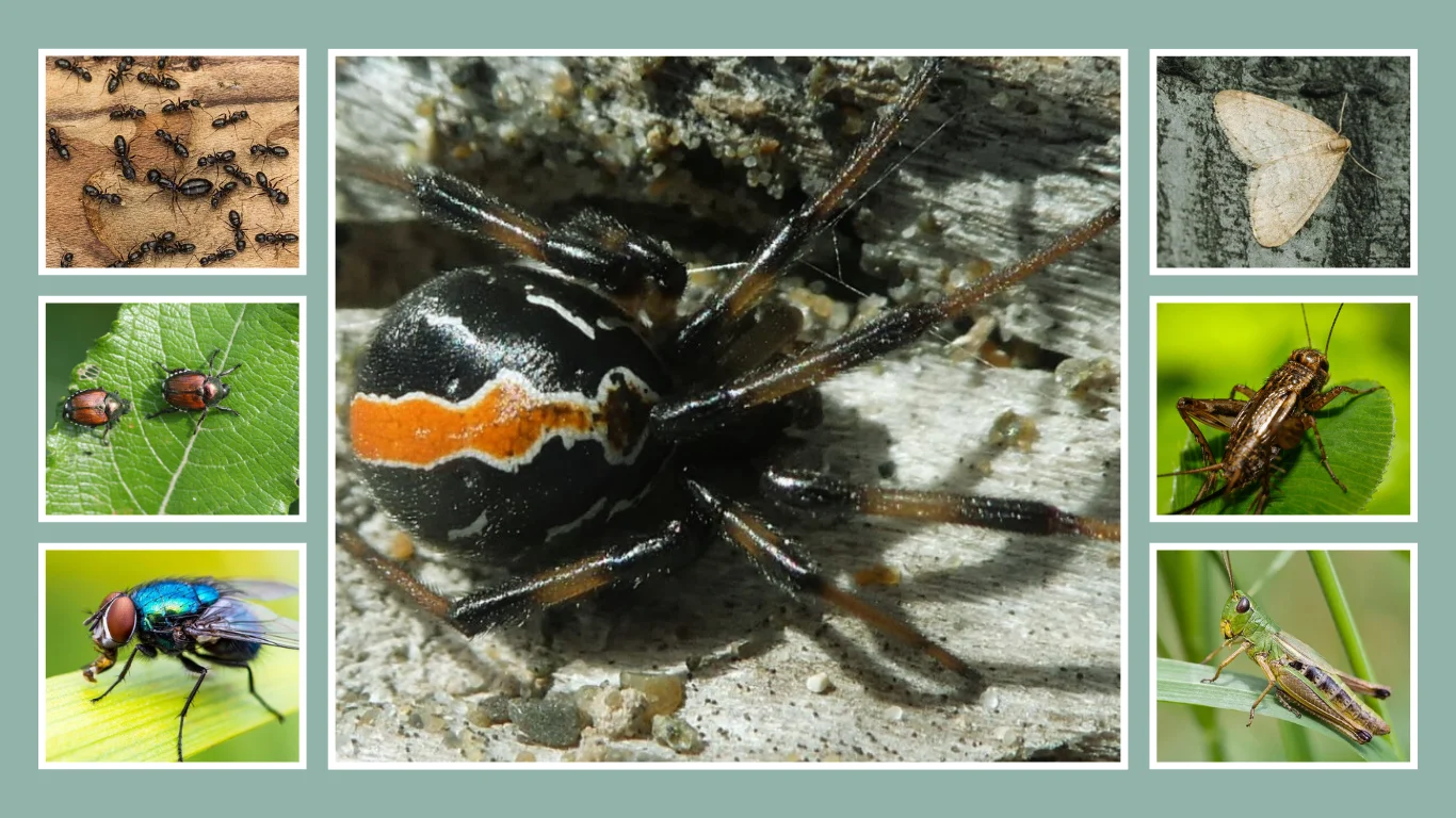 What Do Katipō Spiders Eat Diet and Hunting Style 