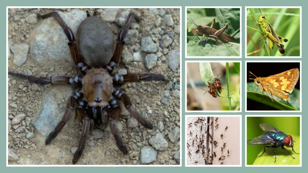 What Do Trapdoor Spiders Eat