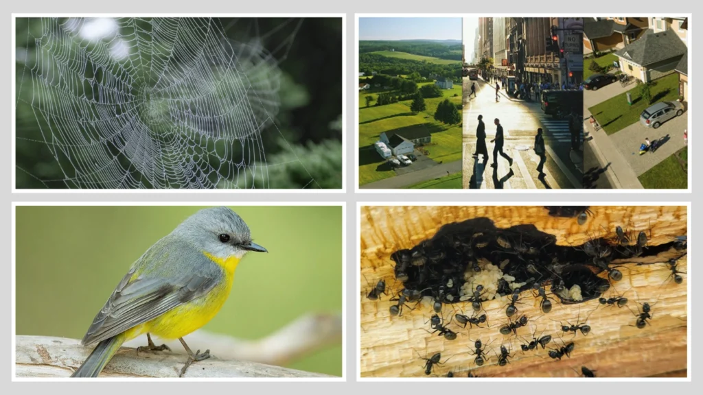 What Helps Black House Spiders Survive