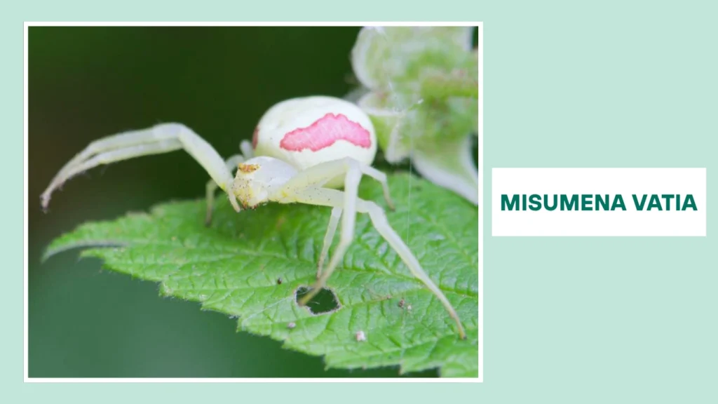 What Is Misumena vatia