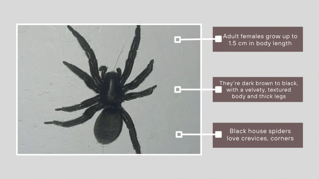 What Is a Black House Spider