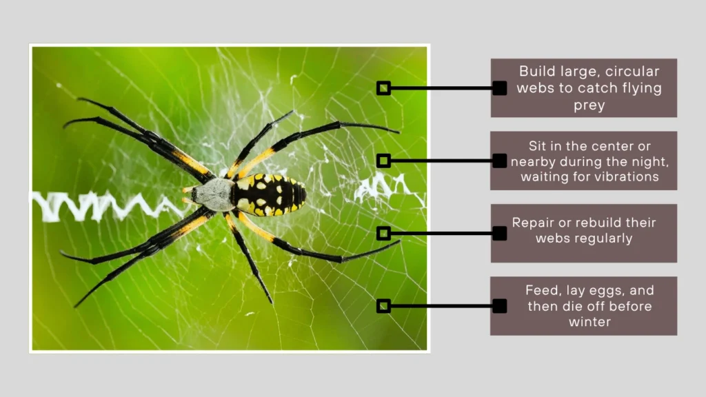 Orb Weaver Spiders 75 FAQs About Bites Behavior And More
