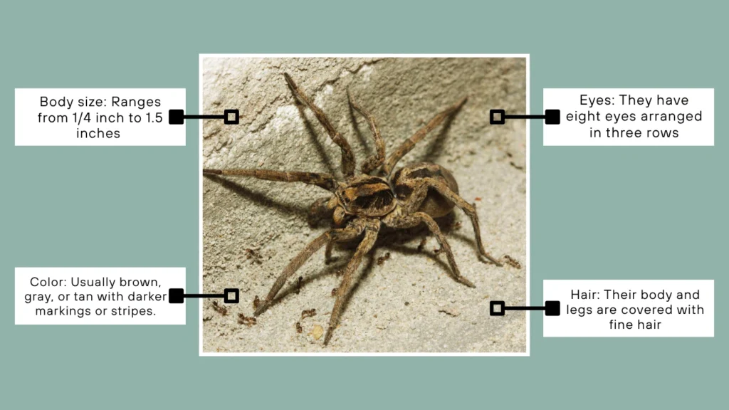 What does a wolf spider look like