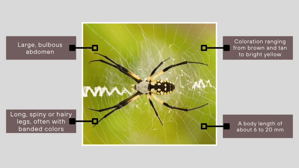 What does an orb weaver spider look like