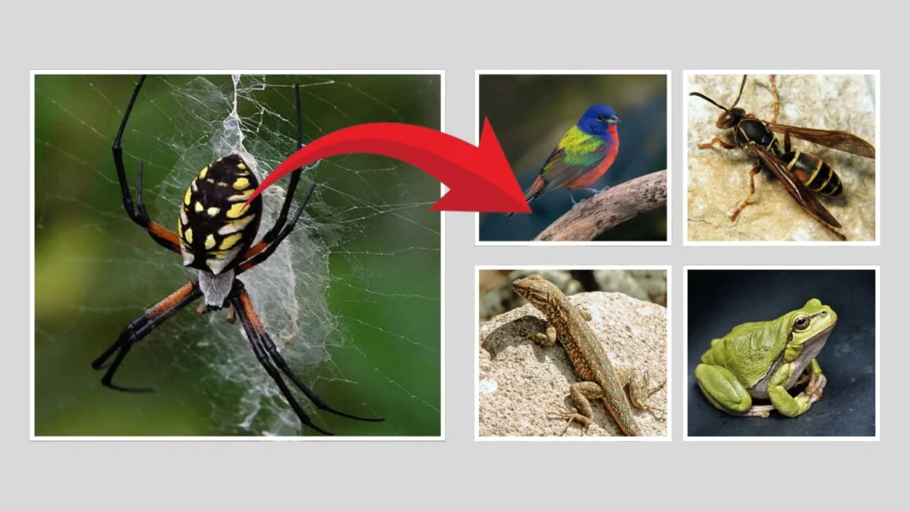 What eats orb weaver spiders