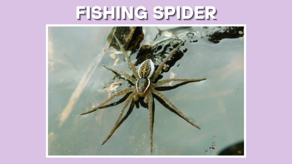 What is a Fishing Spider