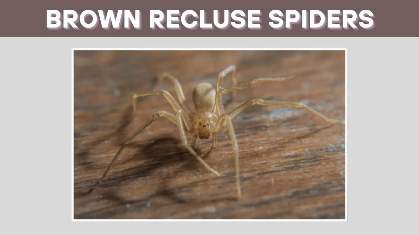 What is the Average Lifespan of Brown Recluse Spiders