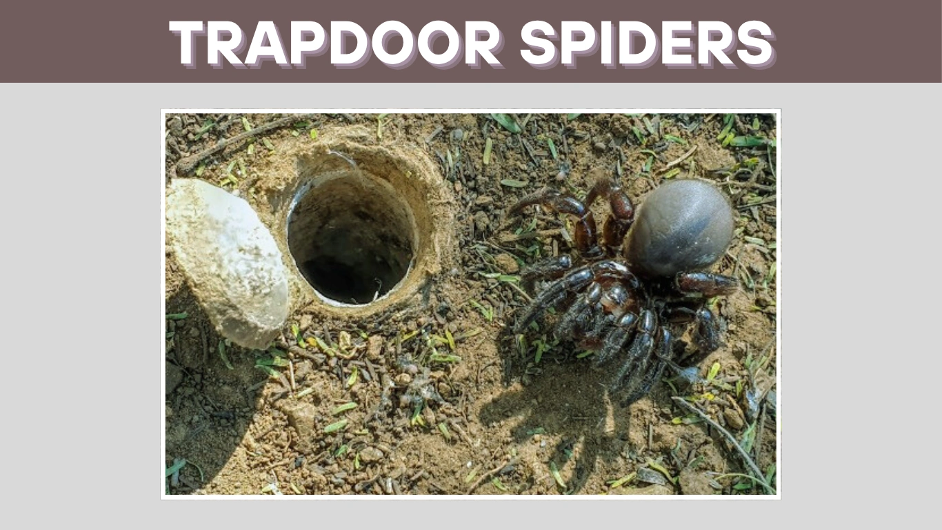 What is the Average Lifespan of a Trapdoor Spider 