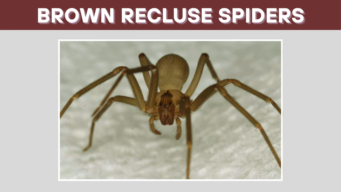 Where Do Brown Recluse Spiders Live? ( Geographic Range)