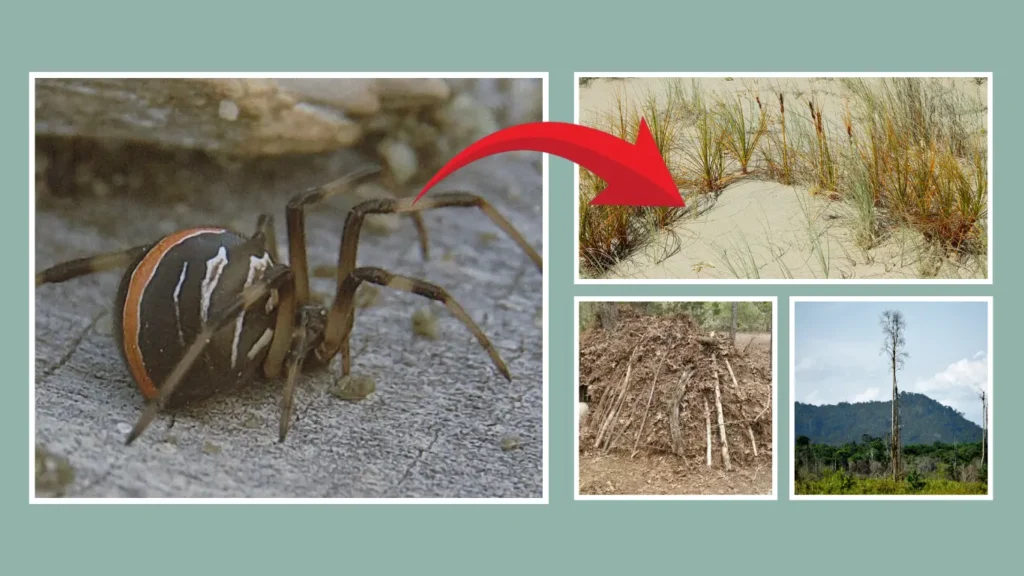 Where Do Katipō Spiders Live