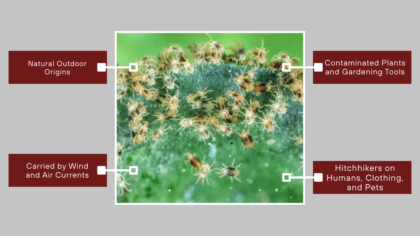 Where Do Spider Mites Come From? 