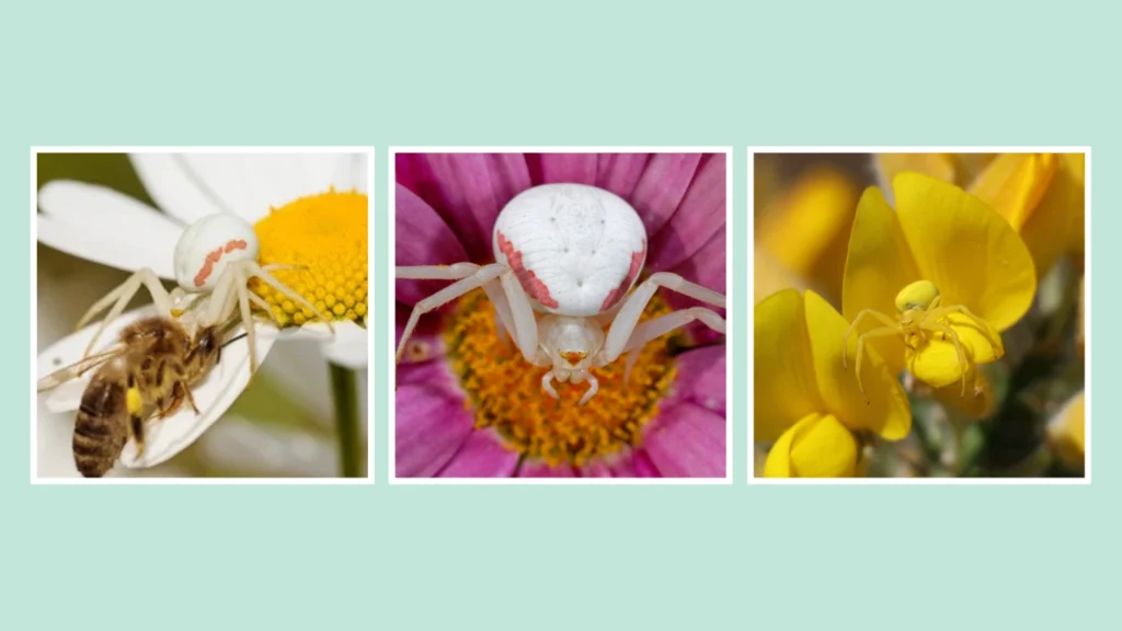  Misumena vatia: Where Do They Live