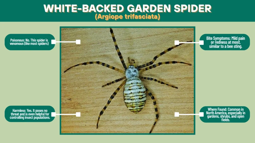 White-Backed Garden Spider (Argiope trifasciata)