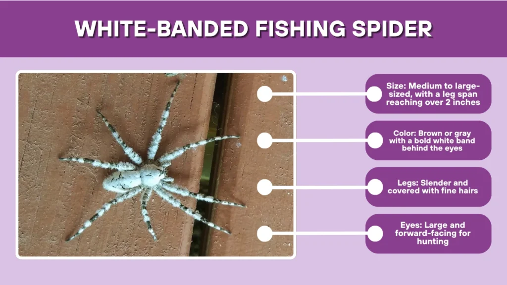 White-Banded Fishing Spider