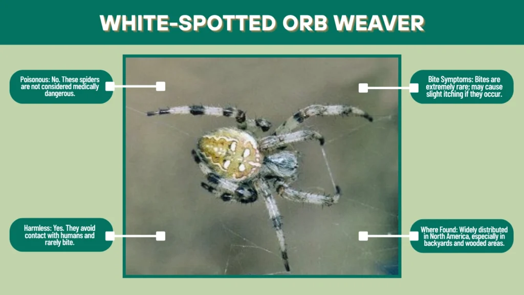White-Spotted Orb Weaver