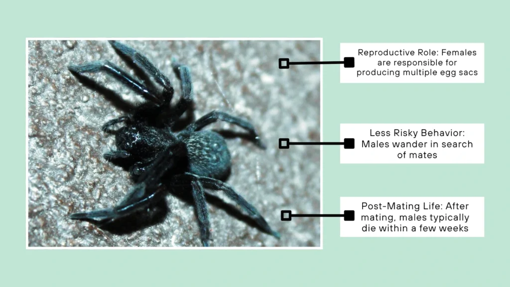 Why Females Live Longer