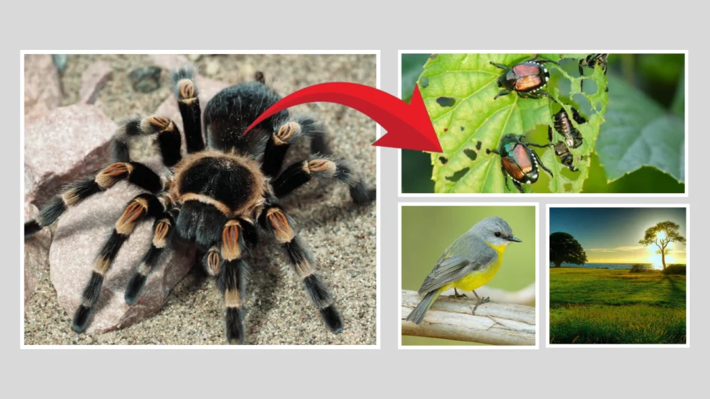 Why Tarantulas Matter