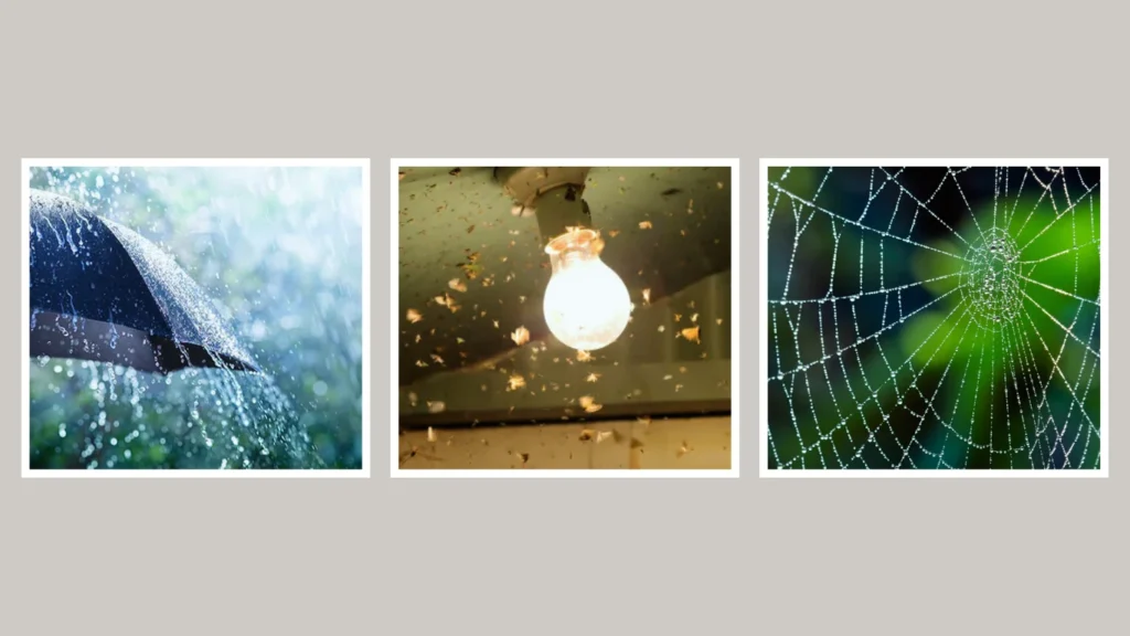 Why do spiders come in the house