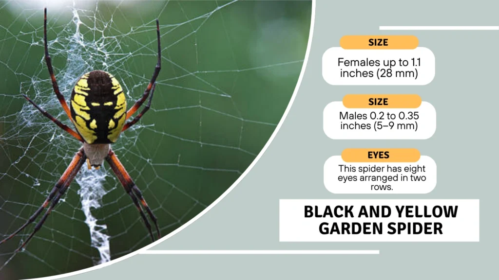 Black and Yellow Garden Spider Identification and Appearance